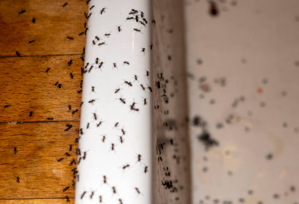 Best Pest Removal Services  in West Glens Falls, NY