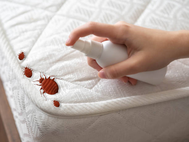 Insect Control in West Glens Falls, NY