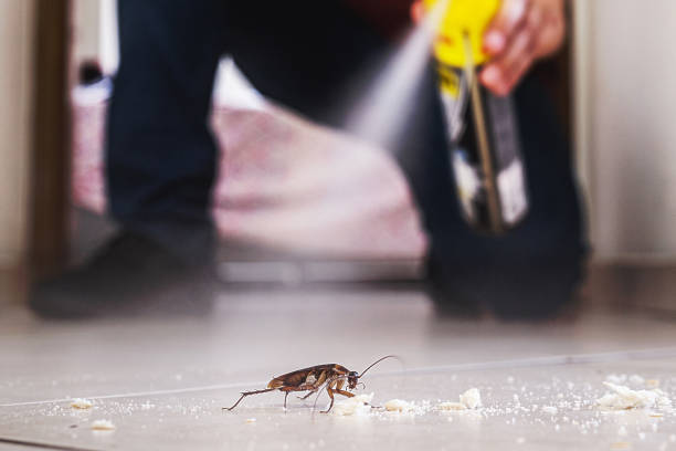 Flea Control Services in West Glens Falls, NY
